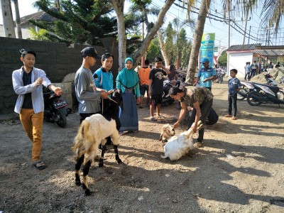 pra-penyembelihan--hewan-kurban