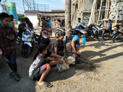 proses-pemotongan-hewan-kurban