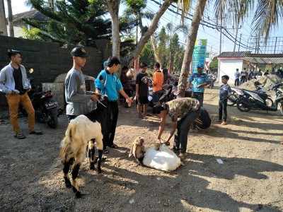 smpm-5-berkurban-dua-ekor-kambing