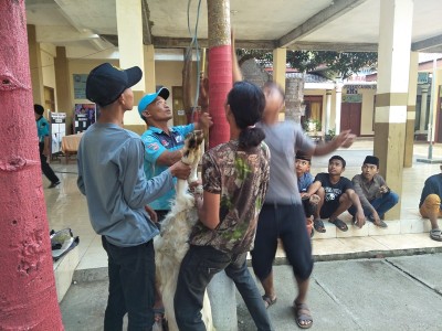 hewan-kurban-mulai-dikuliti